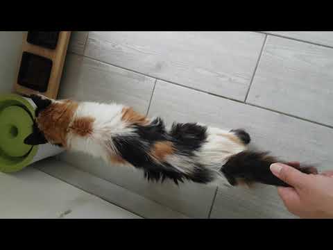 Cosette - paresie postérieures - séance rééducation J7