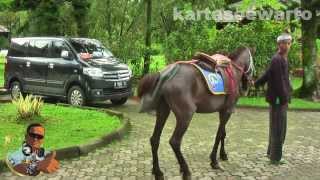 preview picture of video 'Horses - Sari Ater Hotel & Resort 2013 (Original Audio)'