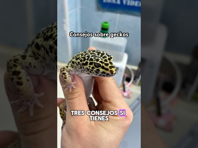 Vídeo relacionado con El Manual del Gecko Leopardo: Una guía para principiantes, impulsada por expertos, para criar geckos leopardo sanos y felices.