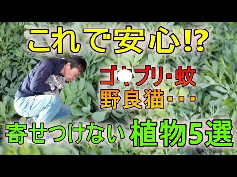 ペパーミント抗蚊植物