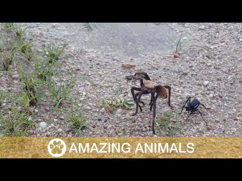 Video: Una tarántula gigante lucha por su vida contra una avispa