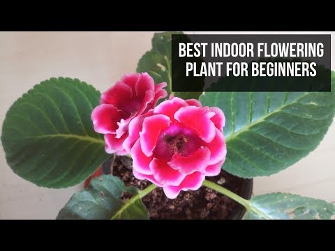 , title : 'Best Indoor Flowering Plant for Beginners | Grows Under Shade | e URBAN ORGANIC GARDEN