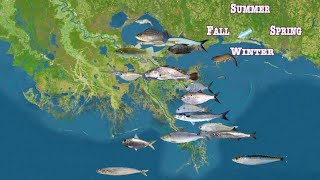 A Graphical Estuary Bait Model for Understanding Speckled Trout Activity