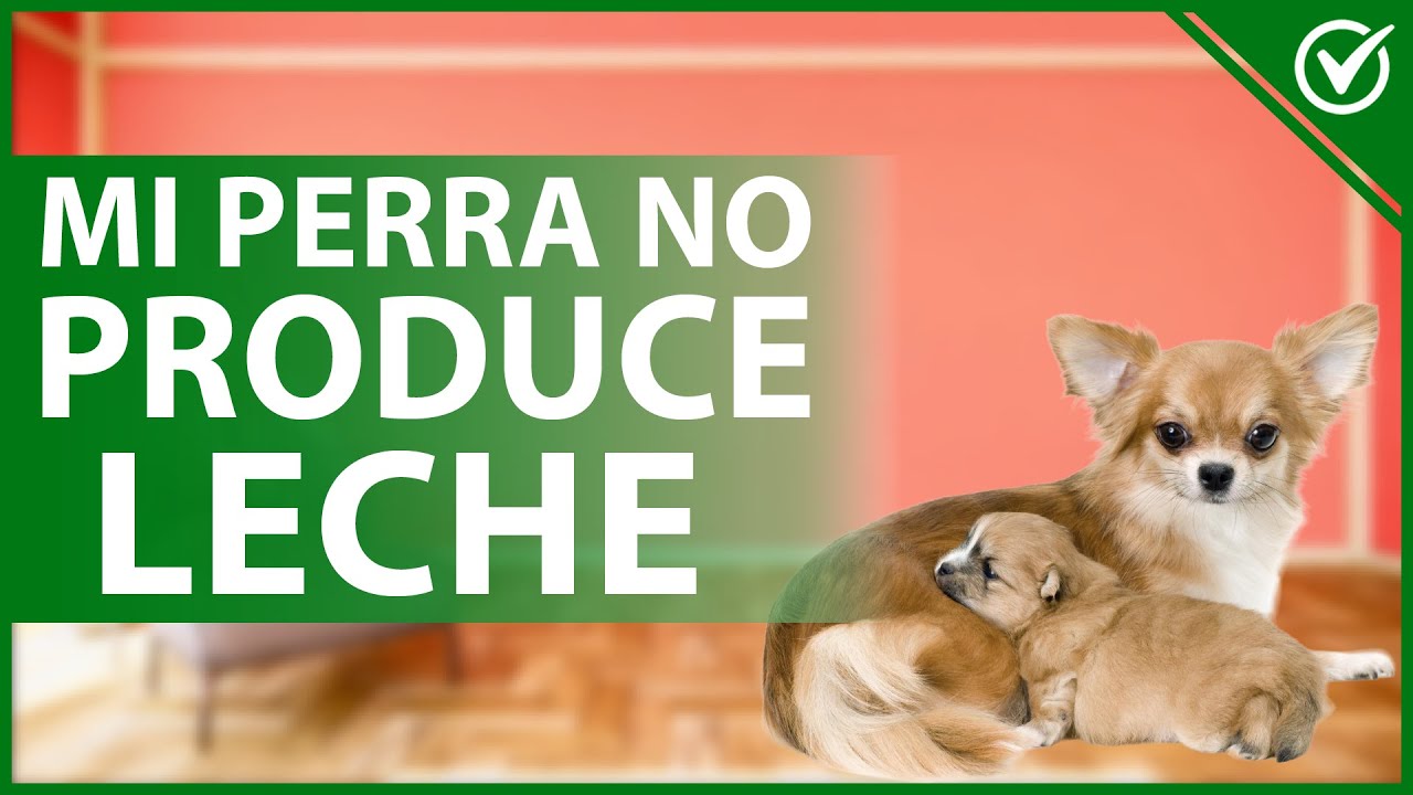 🐩 Mi PERRA no está PRODUCIENDO LECHE para sus cachorros - Causas y cómo ayudarla 🍼🐩