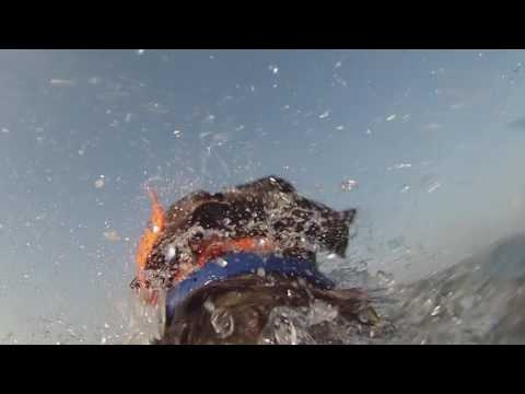 GoPro fetch dog harness!