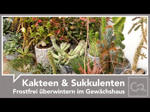 Kakteen und Sukkulenten - Überwintern im Gewächshaus