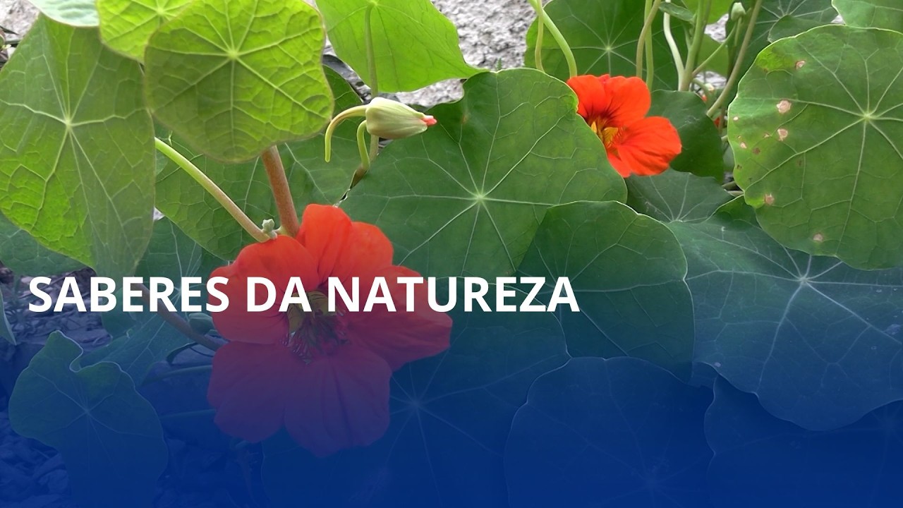 🌿 Saberes que florescem no campo