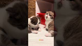 Download lagu cute cat so cute cute wow wow 😻🐈❤️😻🐈❤️😻 #shorts mp3