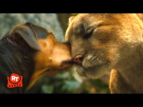 A Dog's Way Home - Big Kitten Returns Scene