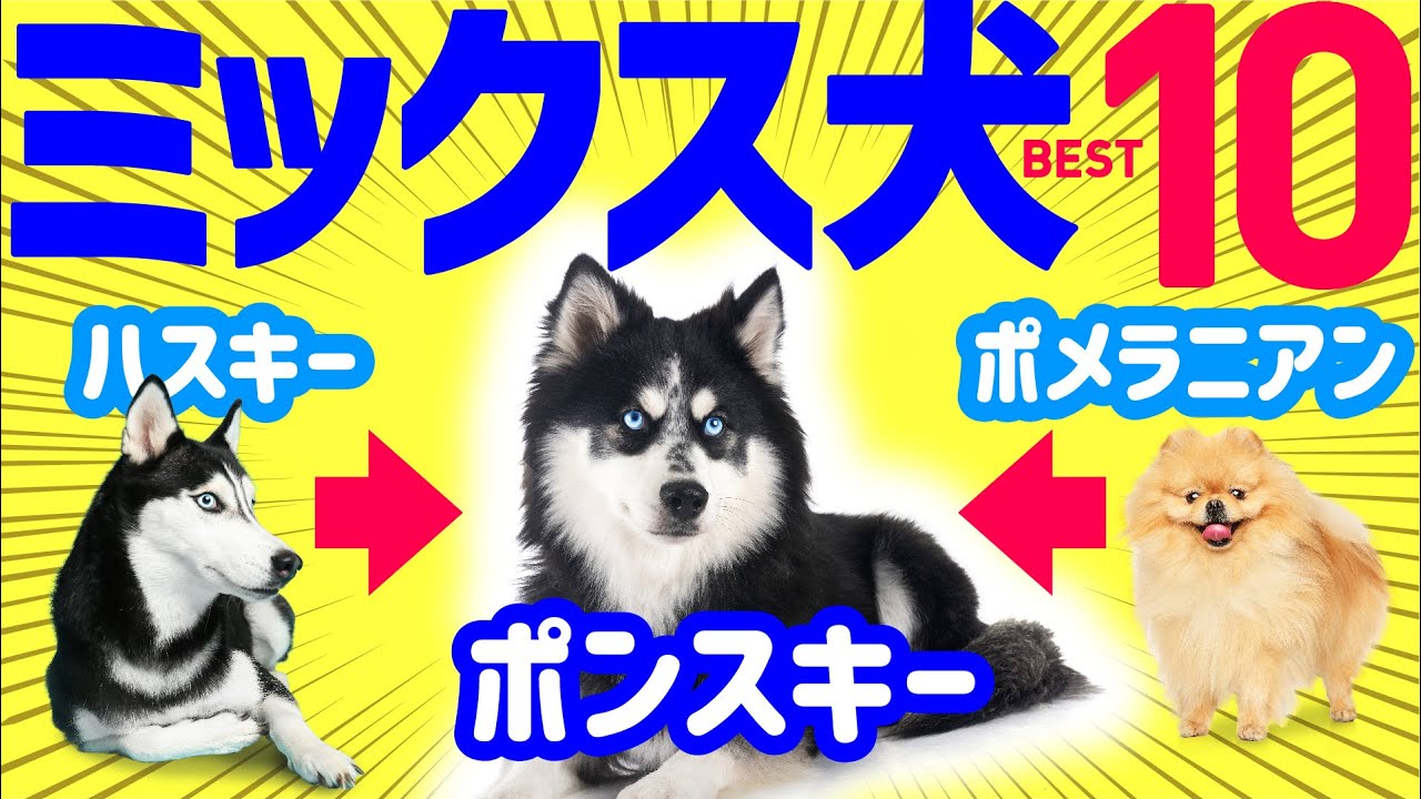 【賛否両論？】かわいくて人気のミックス犬10選　魅力・性格・注意点