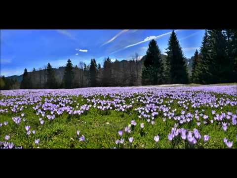 download lagu mp3 mp4 Frühling Dringt In Den Norden, download lagu Frühling Dringt In Den Norden gratis, unduh video klip Frühling Dringt In Den Norden