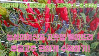 고추잎 떨어뜨려 후물고추 편하게 수확하기 2탄!! 고추농사 잘 짓는 법!!