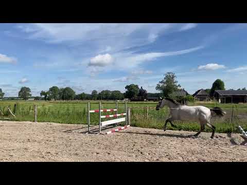 Yara MCJonnas x Zirocco Blue