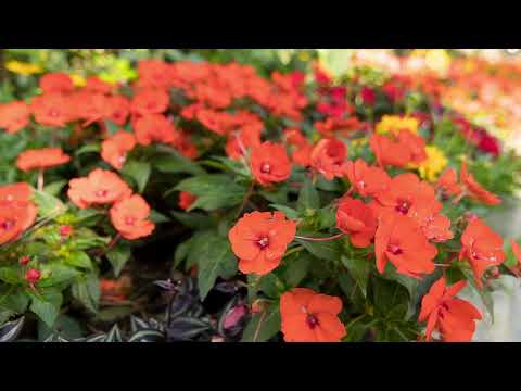 Scarpellini Garden Center a Cervia Città giardino 2025