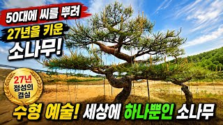 27년을 장인정신으로 키우는 소나무농원 #소나무 #조경수