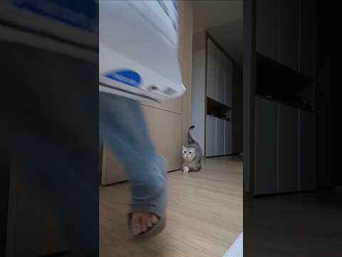 집사 뒤를 졸졸 따라다니는 고양이