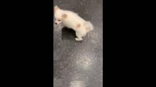 Video preview image #10 Pomeranian Puppy For Sale in WARSAW, IN, USA