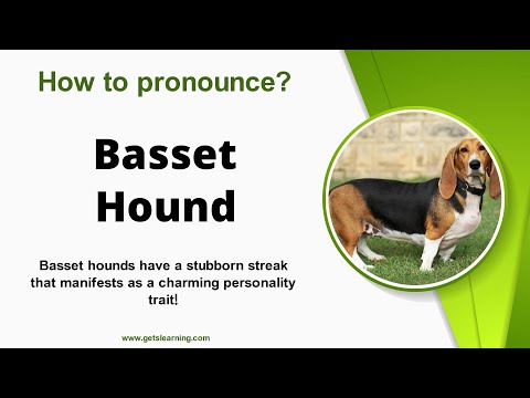 How to pronounce (Basset Hound) Correctly in English