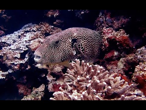 download lagu mp3 mp4 Stimulating Kids Songs, download lagu Stimulating Kids Songs gratis, unduh video klip Stimulating Kids Songs