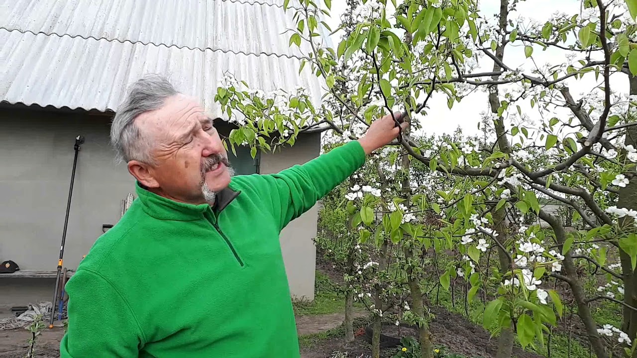 Груша осенняя Талгарская красавица