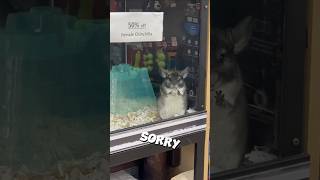 She Saved The Saddest Chinchilla And Changed Its Life!