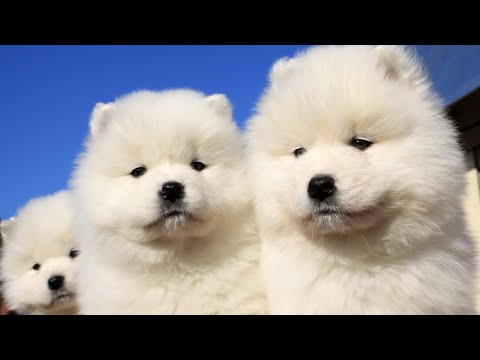 Is A Samoyed Right For Me