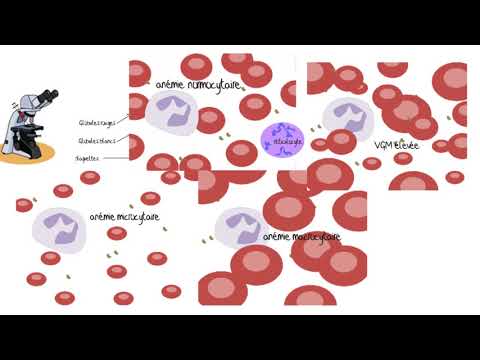 Comprendre les analyses sanguines
