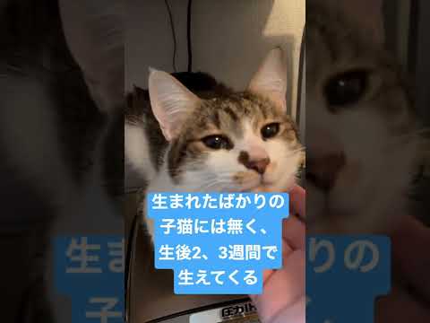 なぜ猫の舌はザラザラしているのでしょうか?