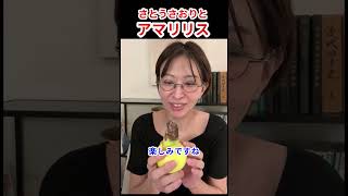 【雑談】植物を愛でるさとうさおり #さとうさおり #千代田区長選 #アマリリス