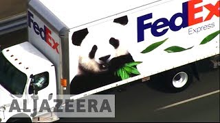 Panda diplomacy: China's animal envoys arrive in Berlin