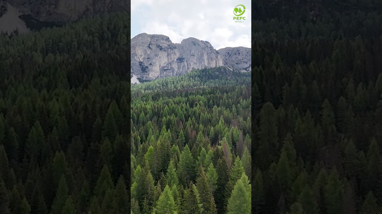 Istituto Buddista Italiano Soka Gakkai - Comunità Forestali Sostenibili 2025