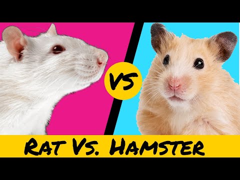 Rat Vs. Hamster (Epic Maze Challenge)