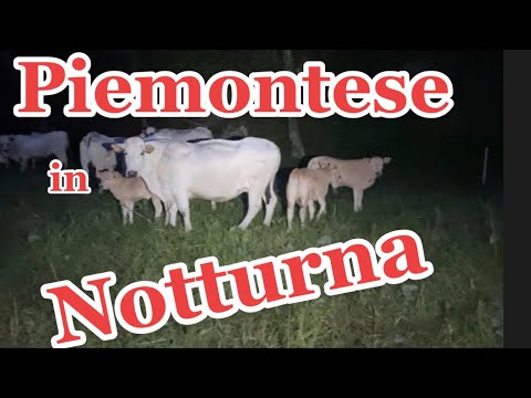 Vacche razza piemontese con vitelli al pascolo in notturna