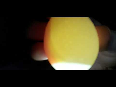 Schieren. Wie sich ein Küken im Ei entwickelt  - Tag 7