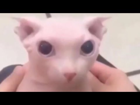 BINGUS RAID (Roblox raise a flopper)