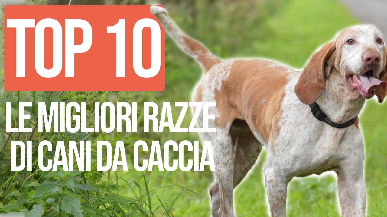 TOP 10 Migliori Razze Di Cani Da Caccia