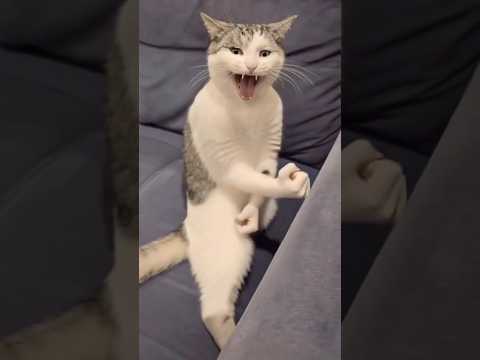 تريند القط المعضل😂