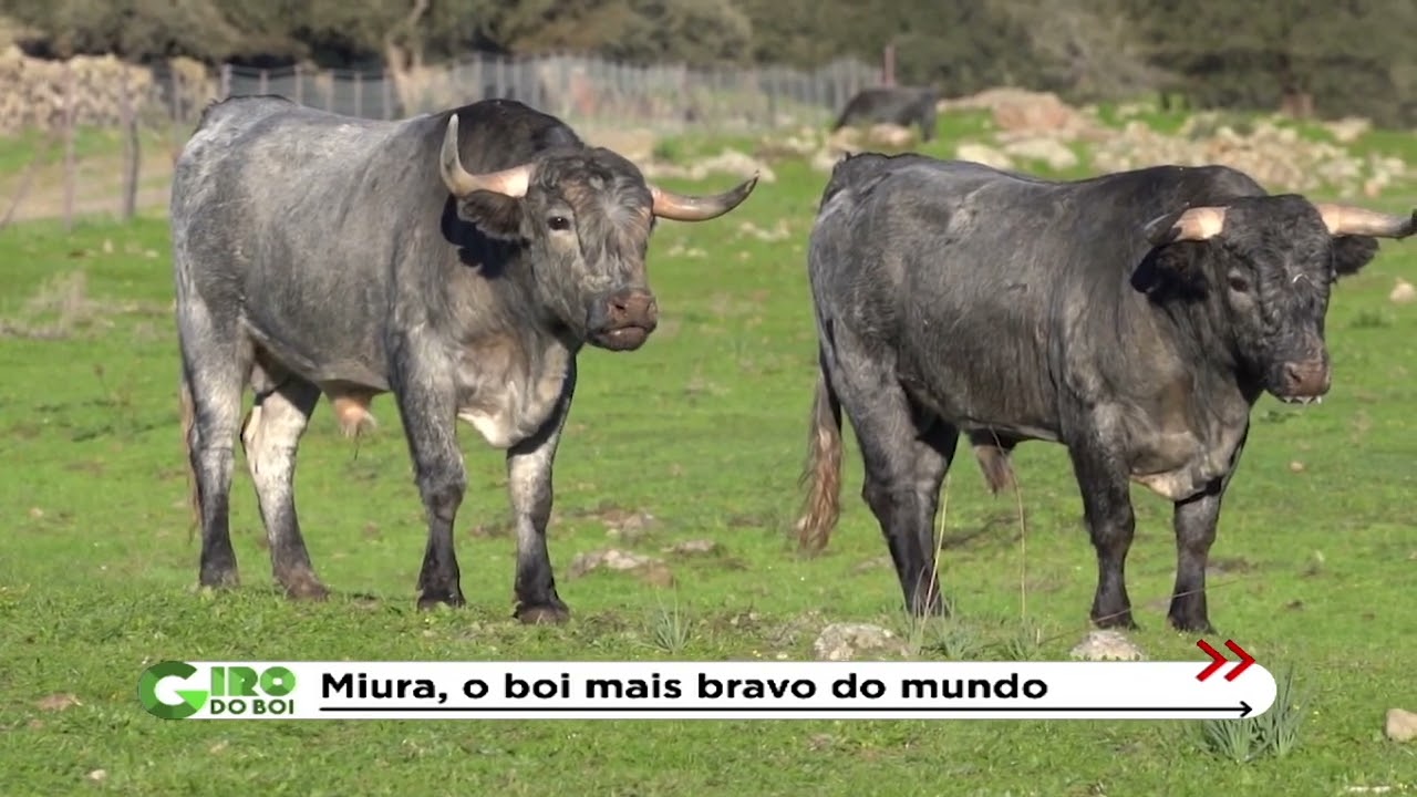 RAÇAS E SUAS CURIOSIDADES: MIURA