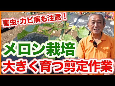 ハネデューメロンが熟したかどうかを見分ける方法