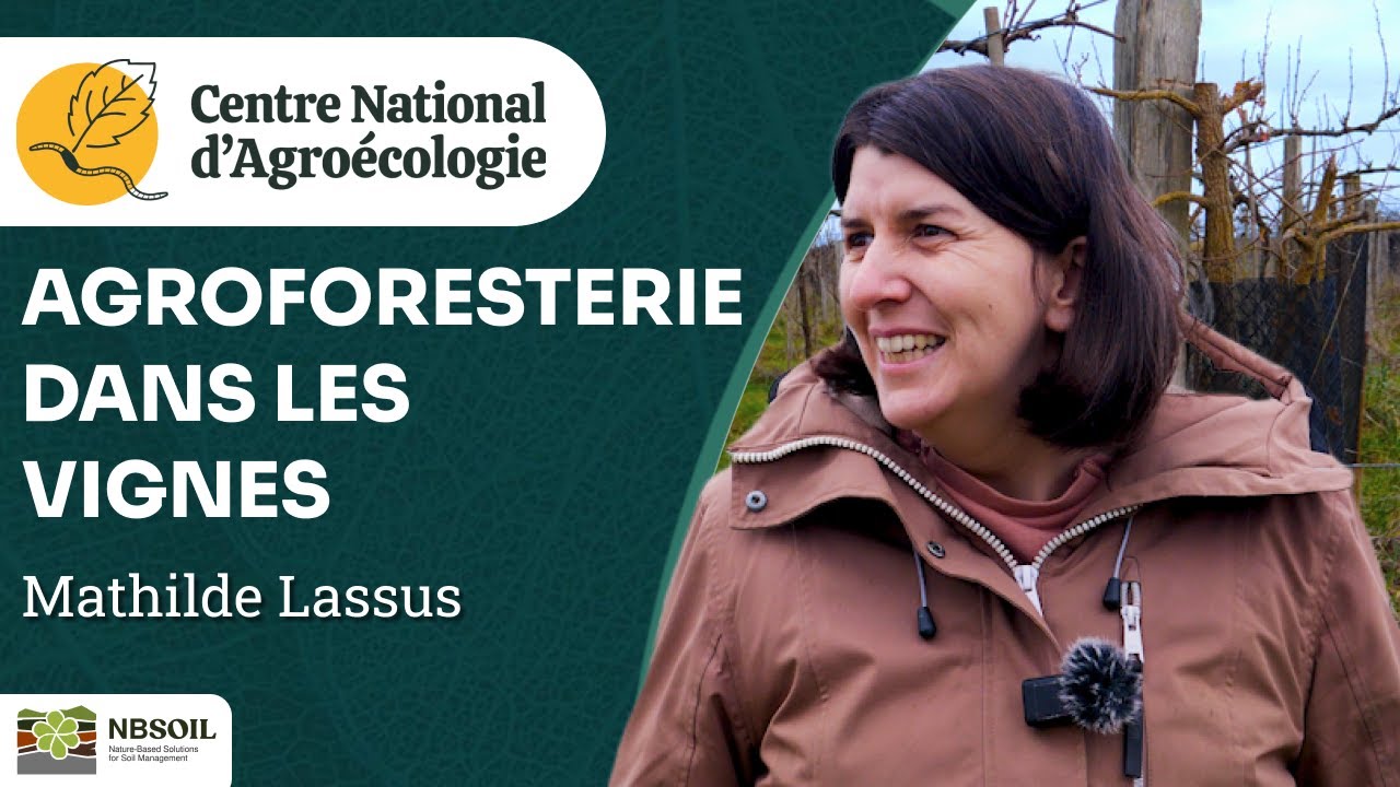 Des arbres dans la vigne : l'essai d'une viticultrice du Gers, M. Lassus - CNA