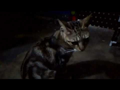 Main Hoon Ladoo Begum. [Mini Video].