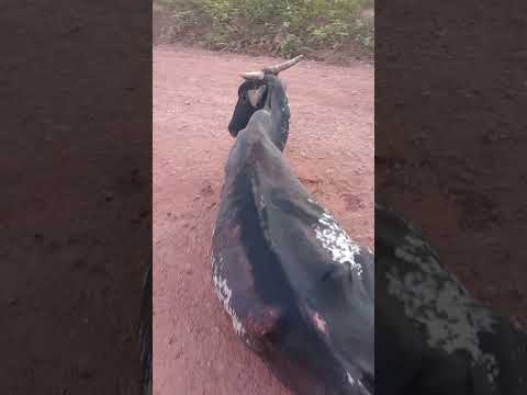 acidente na estrada de Matias Olímpio