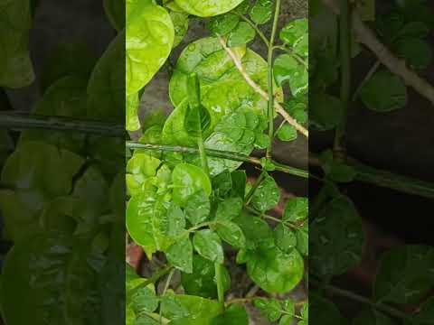 #Rain drops on #leaves of #beautiful #flower plants #nature #greenery #floral #rainfall #scenes