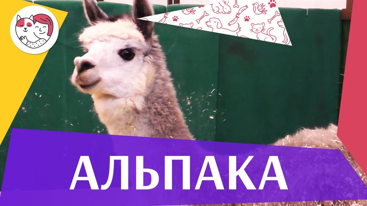 5 особенностей ухода за золотистым ретривером