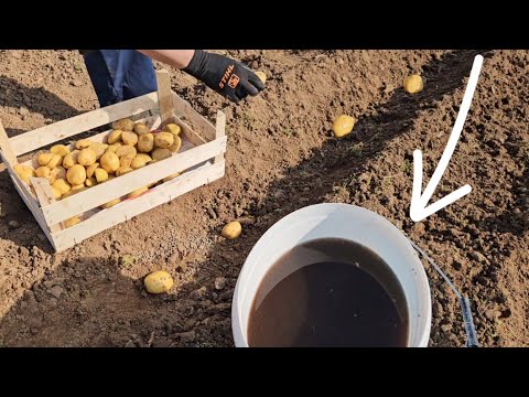 Sadnja krompira za veće prinose - umočite ga u ovo!