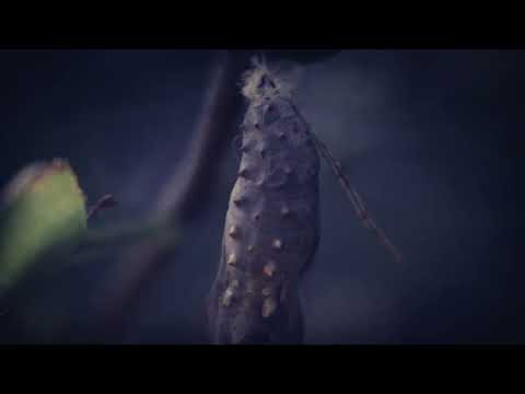 Nando Ferrándiz - Resurgence (Ursarix Remix) [Release Teaser]