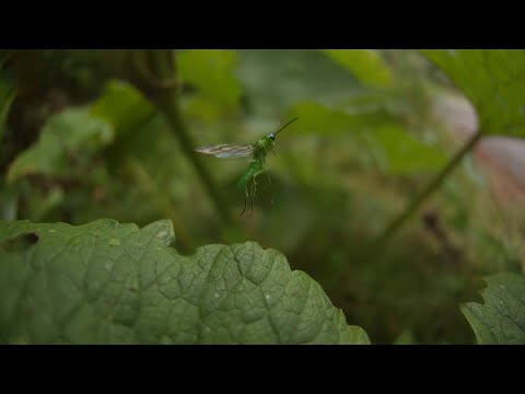 タカネアオハバチの飛翔　ウルトラスロー
