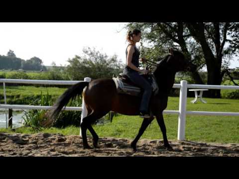 Video 69 aus  Ferienhof Peter -  Ponys - streicheln, striegeln, füttern  -  Wattwanderungen + ganz viel Nordsee