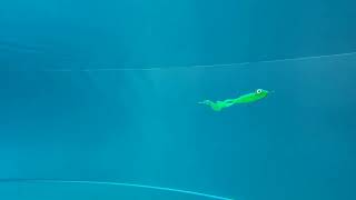 Gunki Mama Bull Frog 17cm Brown Sugar Red FLK