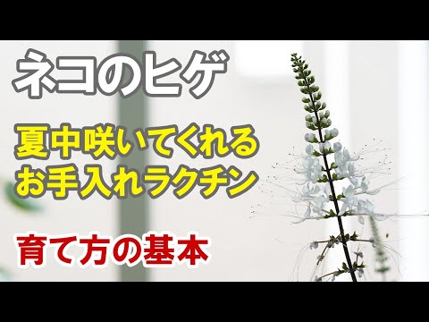 ひげの花は色あせましたか?開花後にこれを行う必要があります 植物